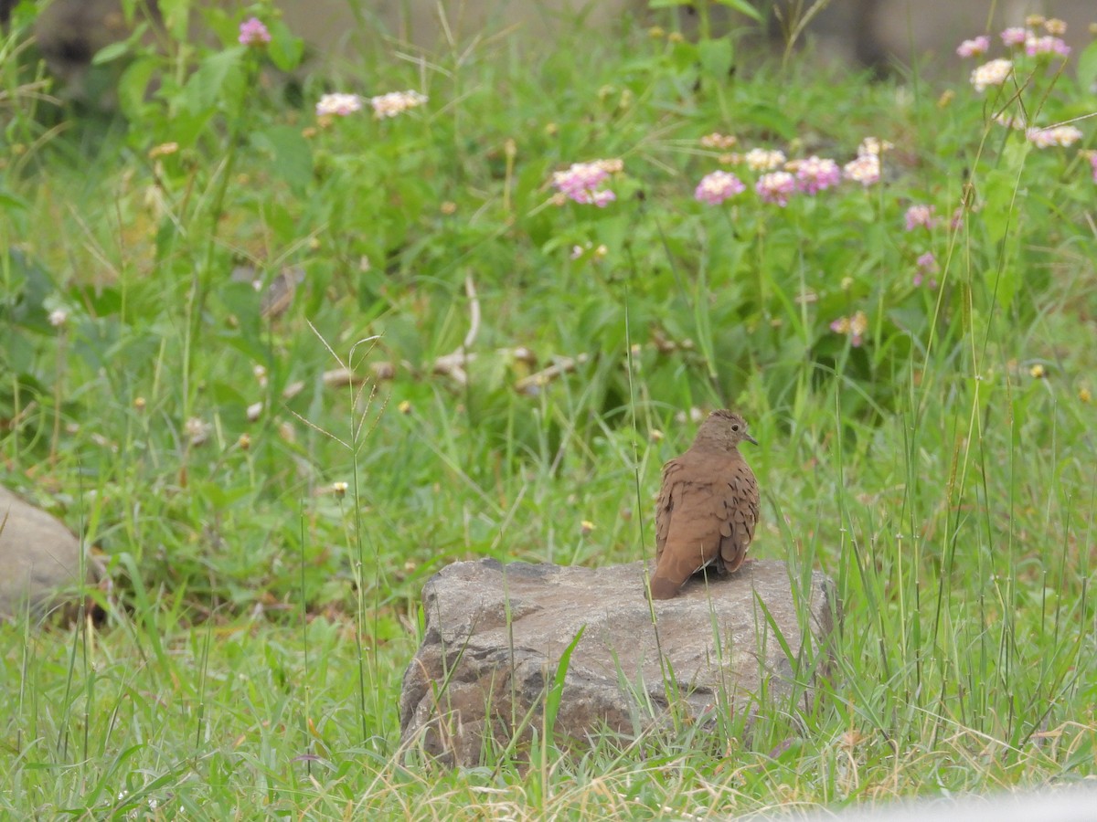 ケアシスズメバト - ML645188750