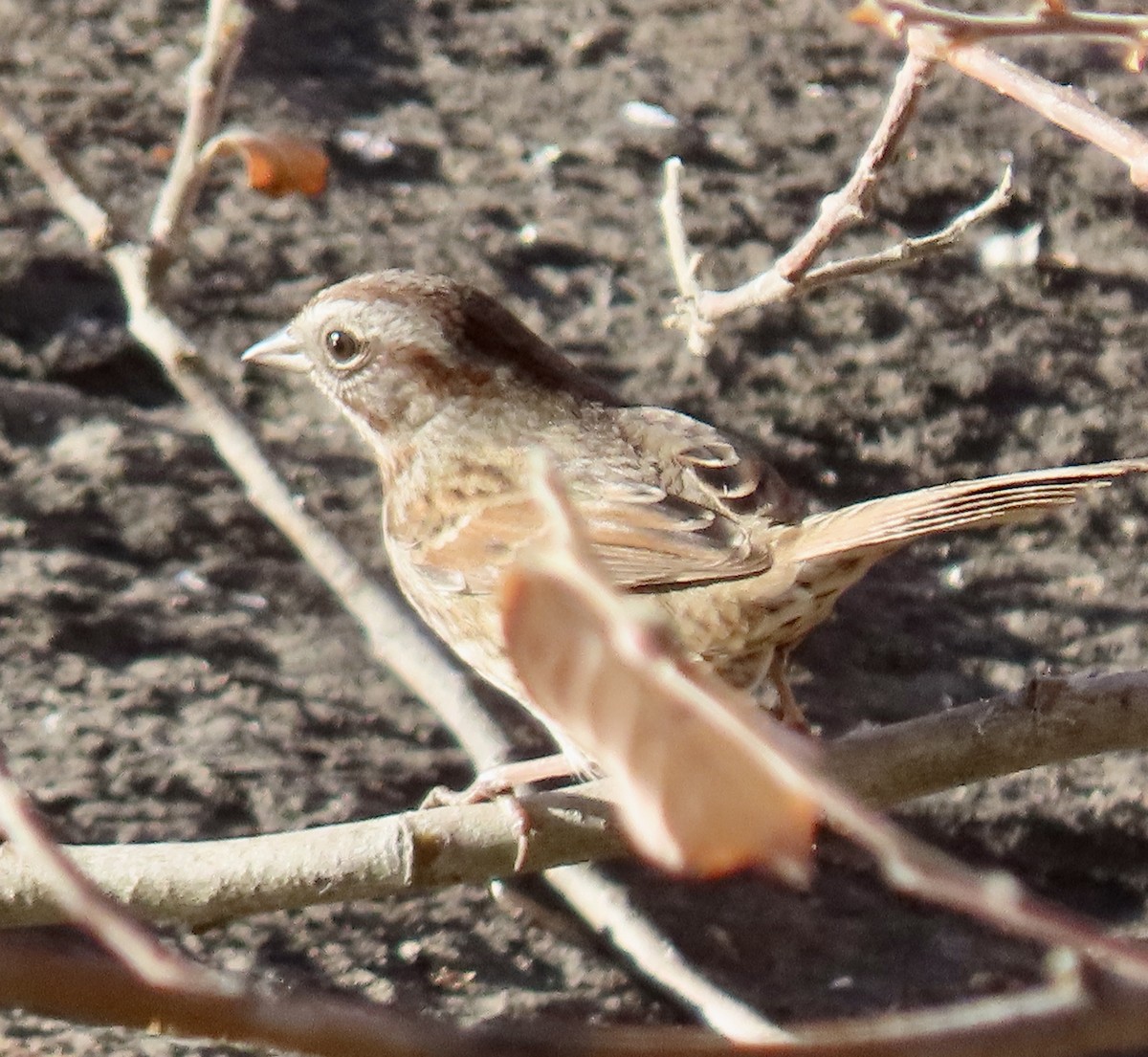 ウタスズメ - ML645188751