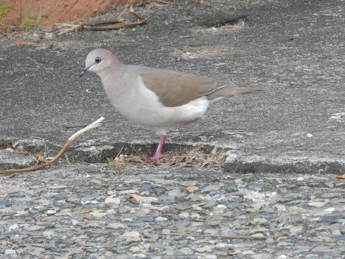 シロビタイシャコバト - ML645188758