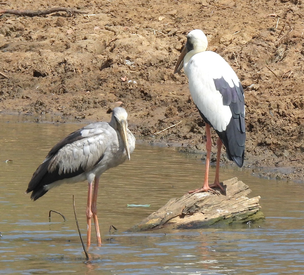 スキハシコウ - ML645188765