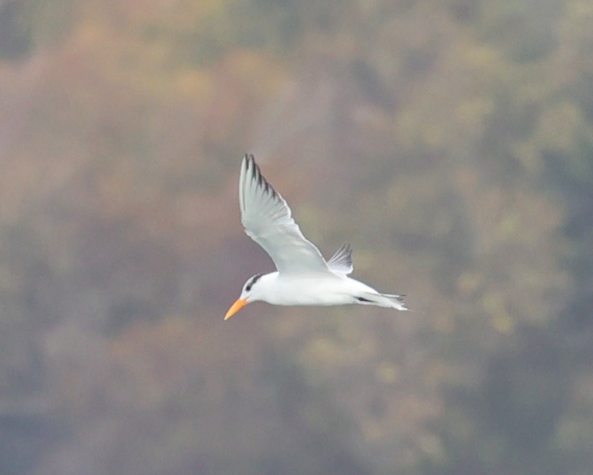 アメリカオオアジサシ - ML645188766