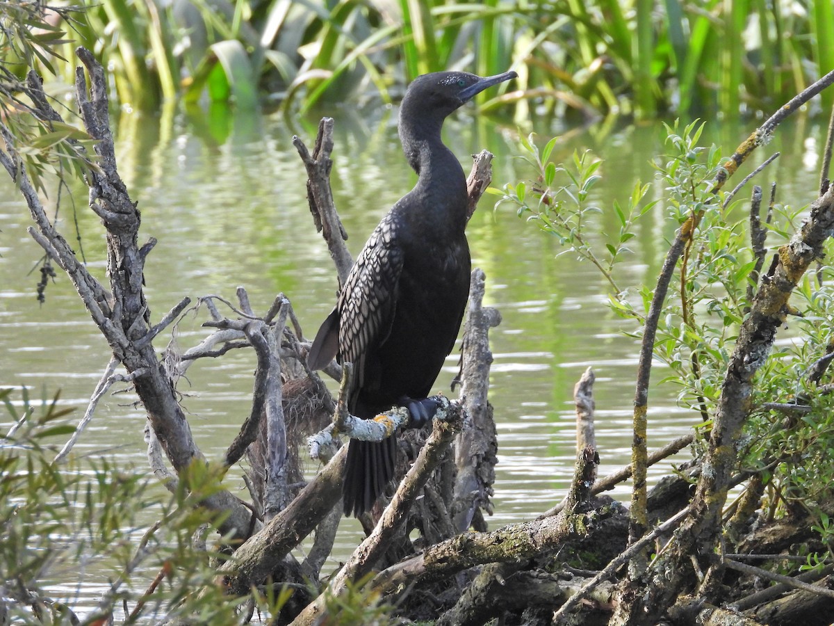 ミナミクロヒメウ - ML645188771