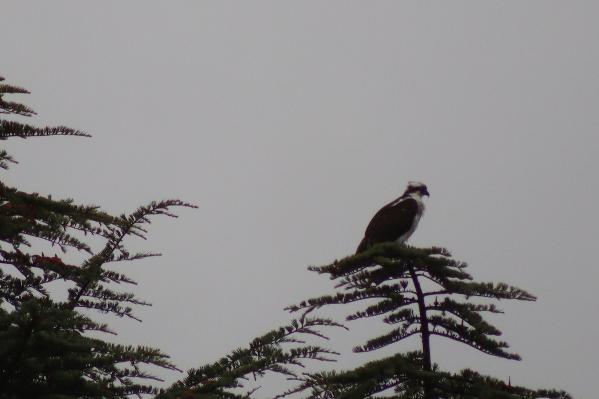 ミサゴ - ML645188775