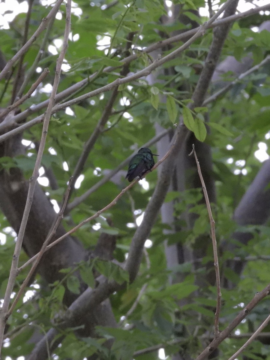 パナマヒメエメラルドハチドリ - ML645188776