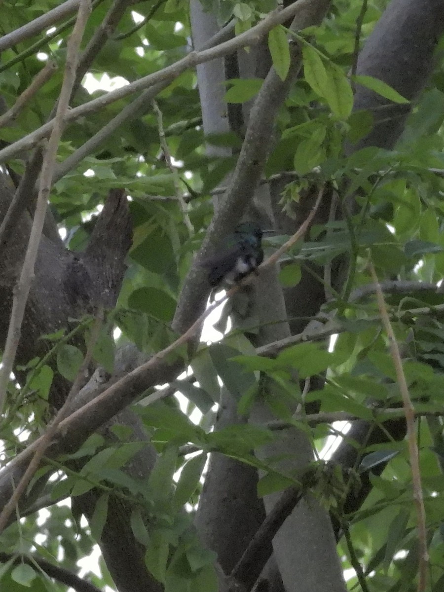 パナマヒメエメラルドハチドリ - ML645188777