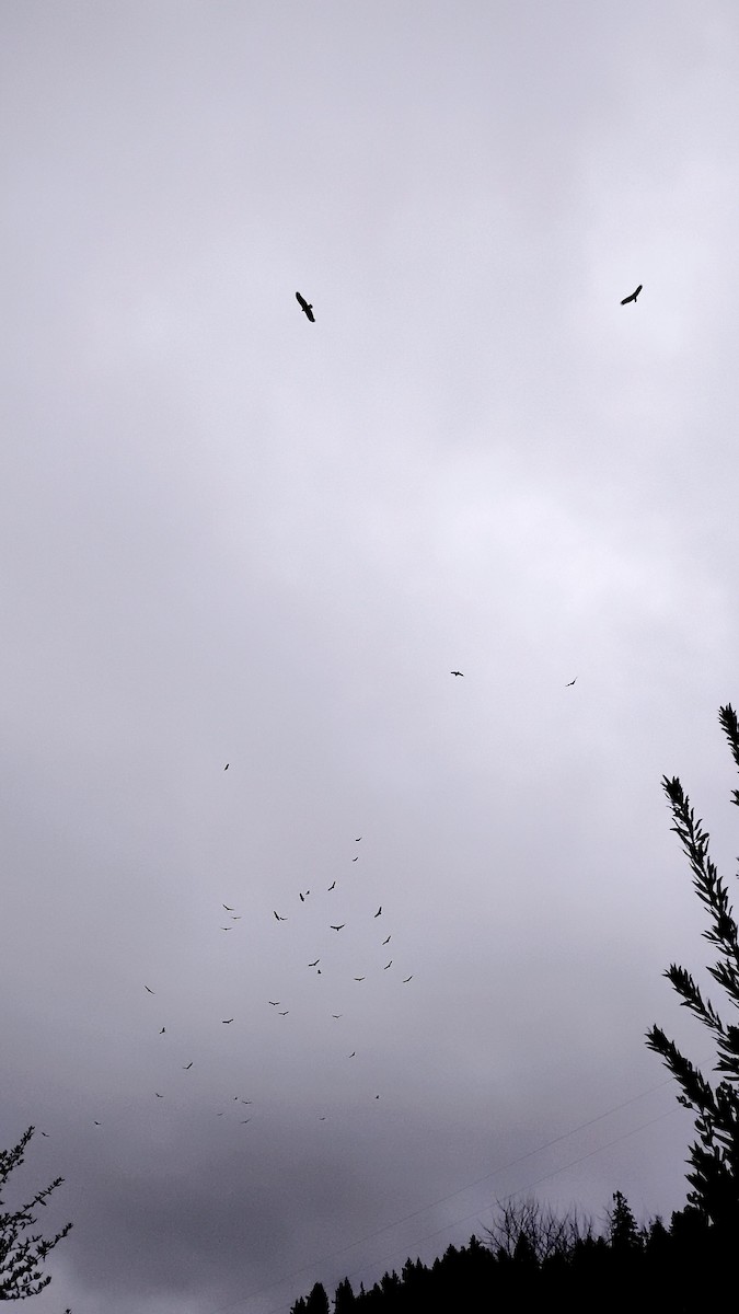 ヒメコンドル - ML645188778