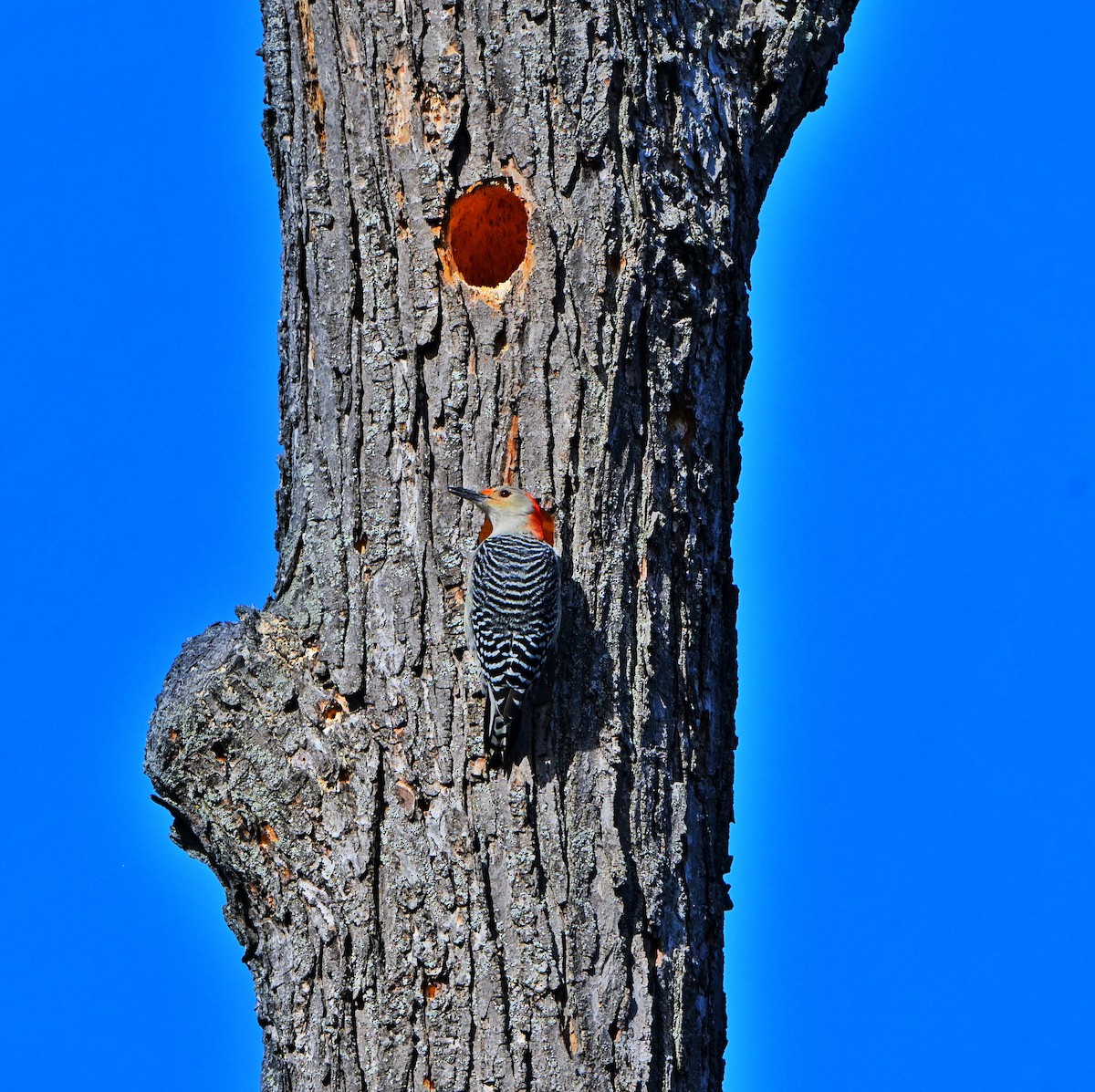 Carpintero de Carolina - ML645188799