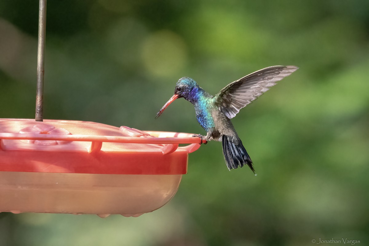 Turquoise-crowned Hummingbird - ML645188805