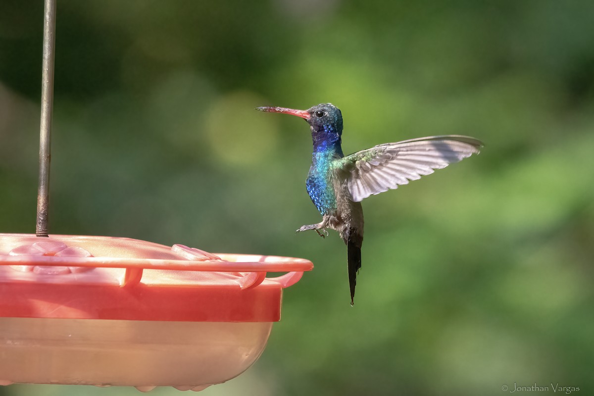 Turquoise-crowned Hummingbird - ML645188806