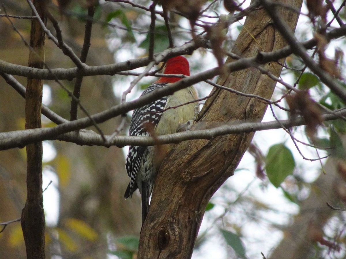 Carpintero de Carolina - ML645188829
