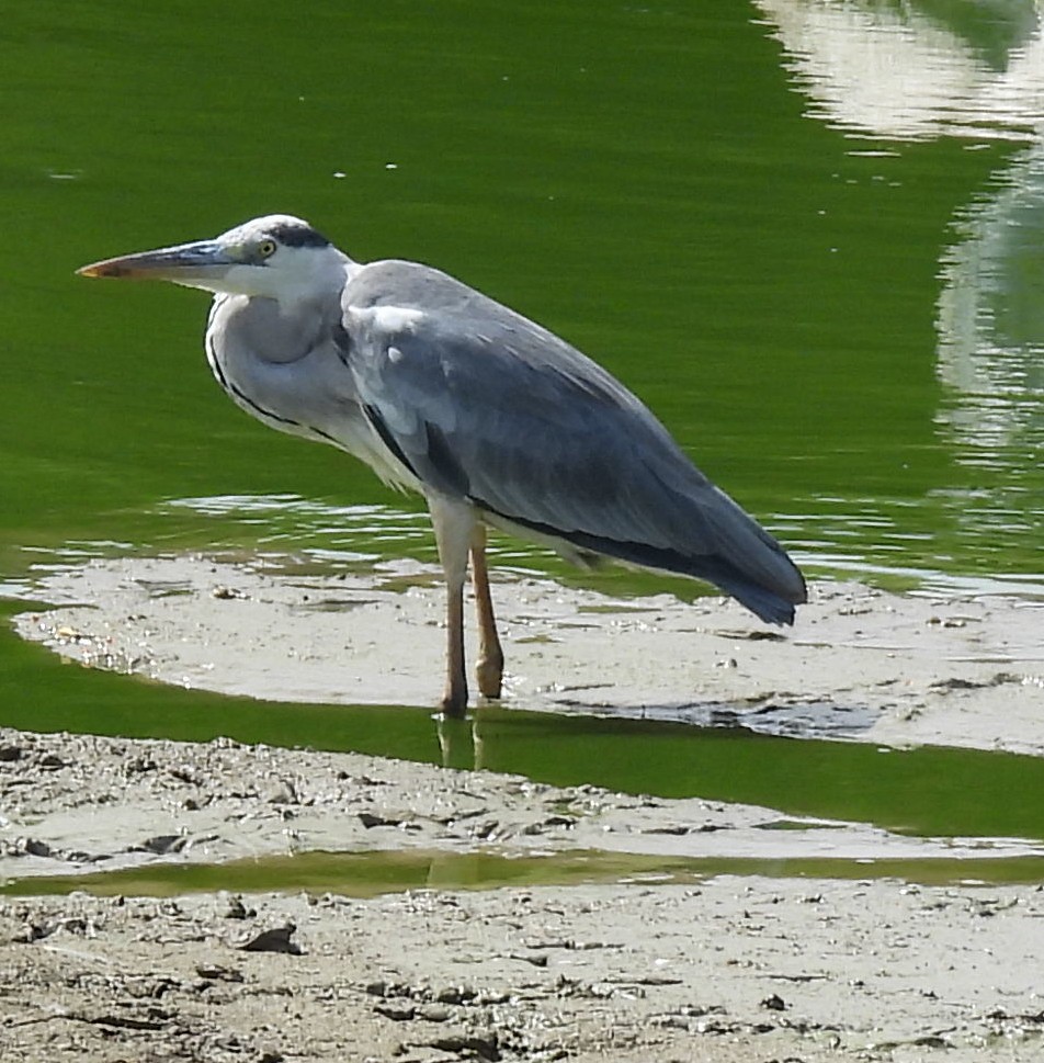 Gray Heron - ML645188842