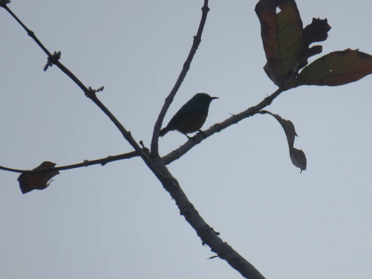 Collared Sunbird - ML645188844