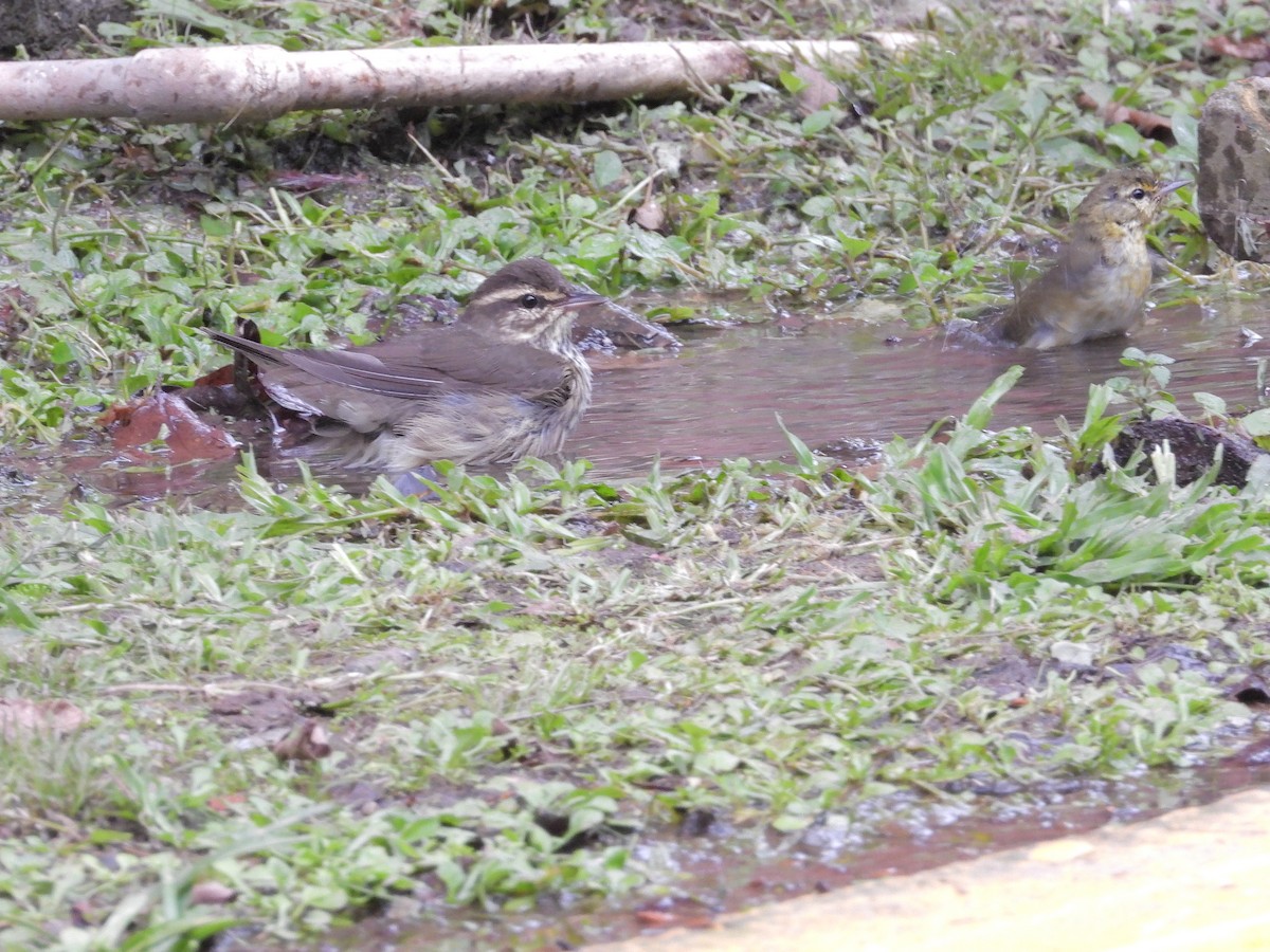 Northern Waterthrush - ML645188858