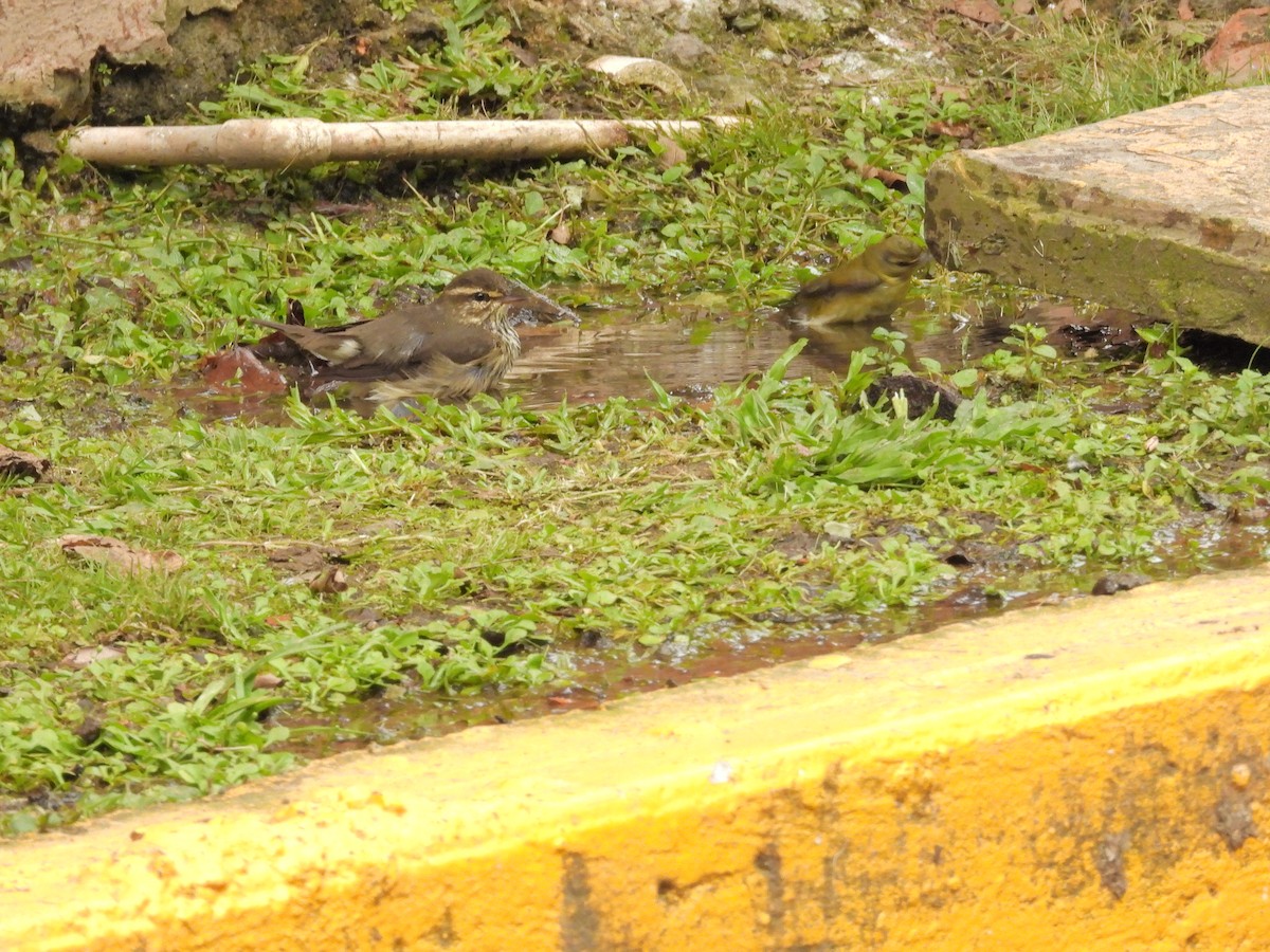 Northern Waterthrush - ML645188859