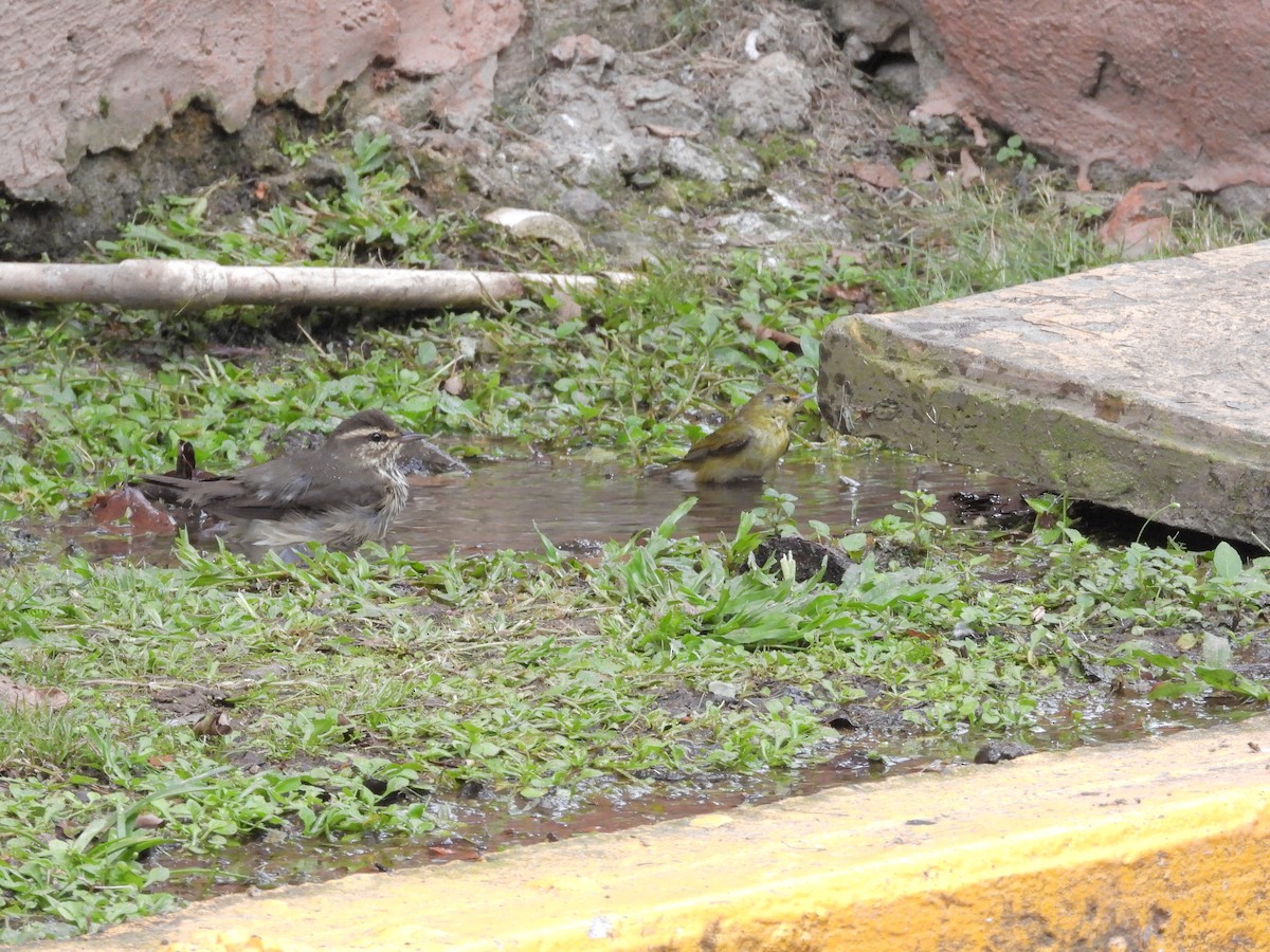 Northern Waterthrush - ML645188860
