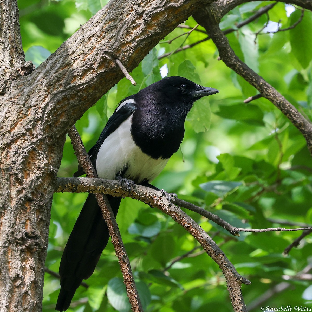 orientskjære - ML645188861