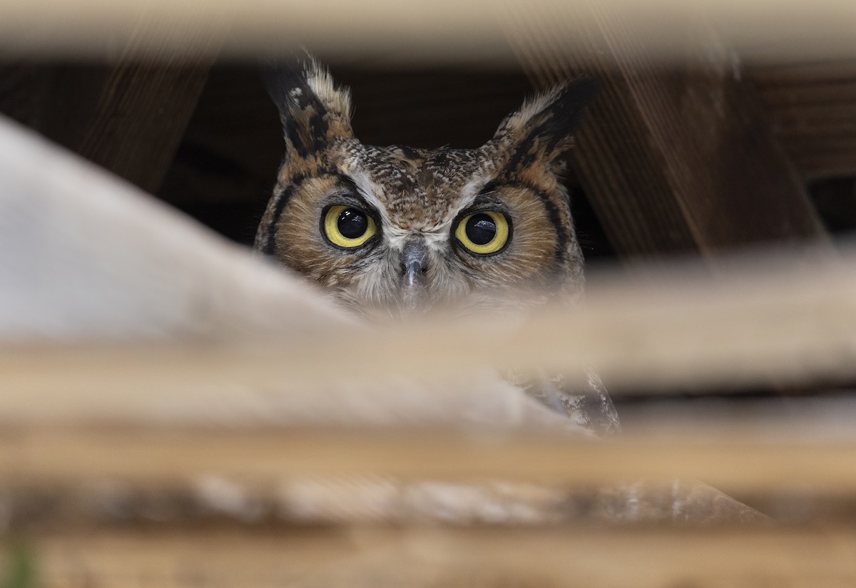 Great Horned Owl - ML645188872