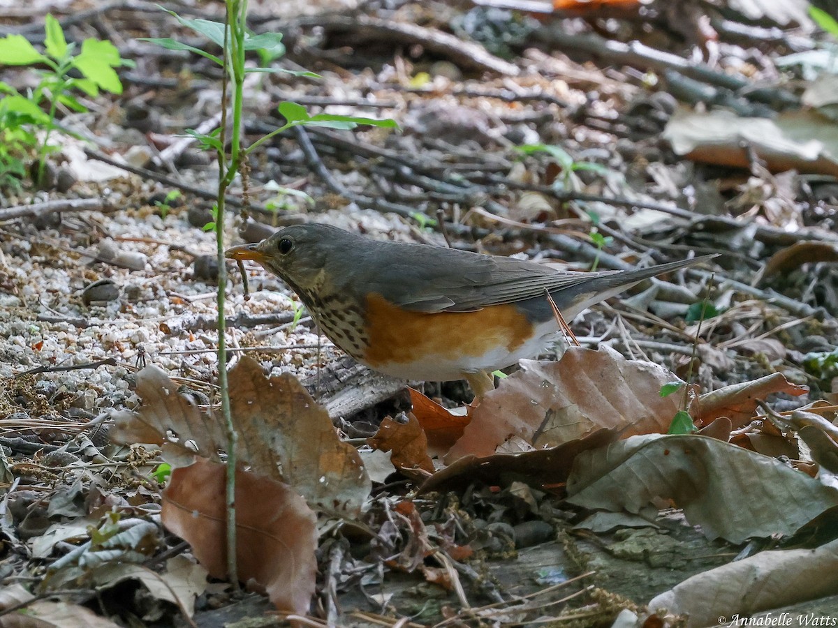Gray-backed Thrush - ML645188885