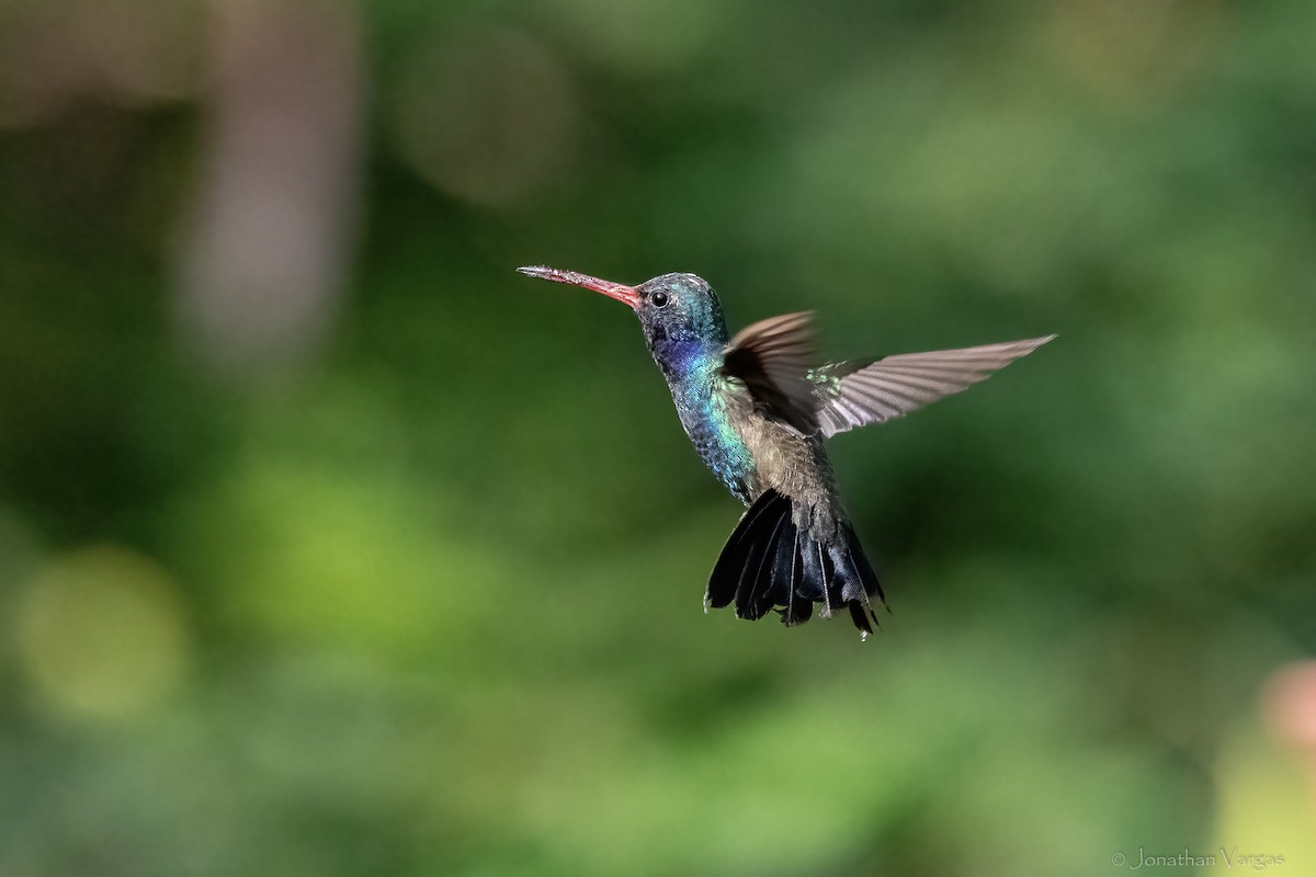 Turquoise-crowned Hummingbird - ML645188886