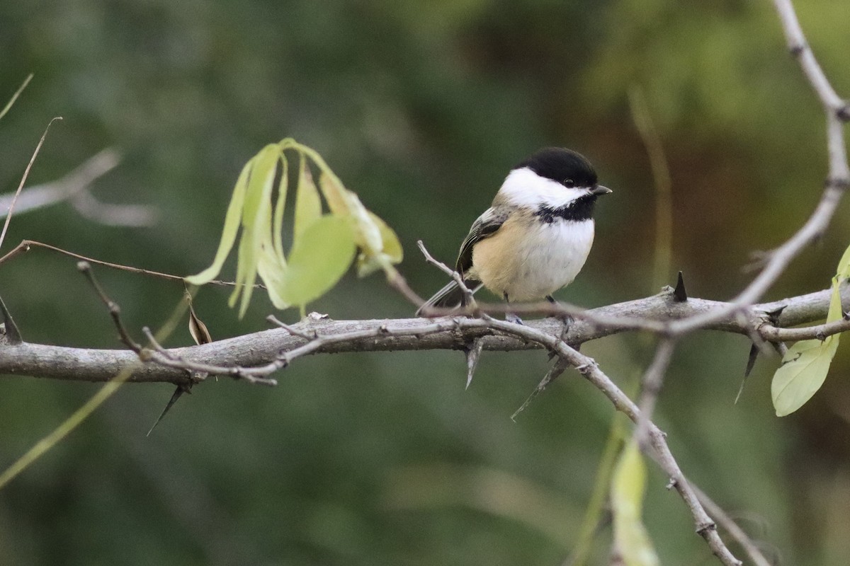 Гаїчка світлокрила - ML645188906