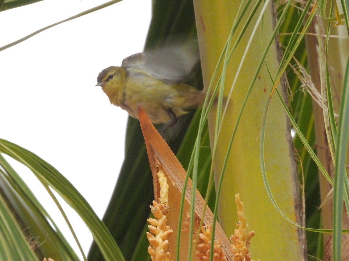 Червоїд світлобровий - ML645188907