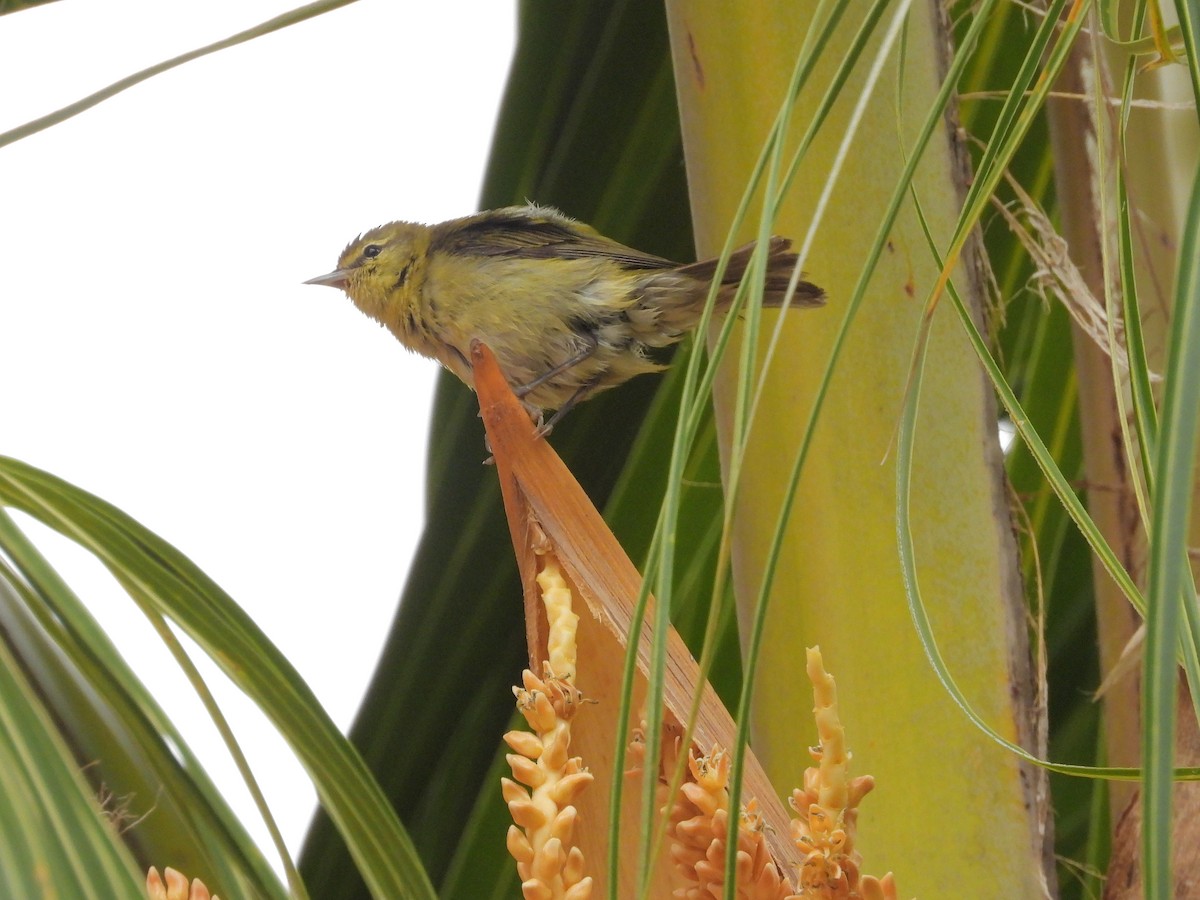 Червоїд світлобровий - ML645188908