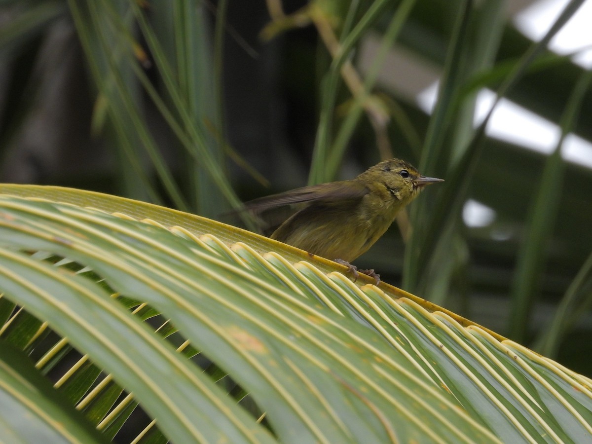 Червоїд світлобровий - ML645188909