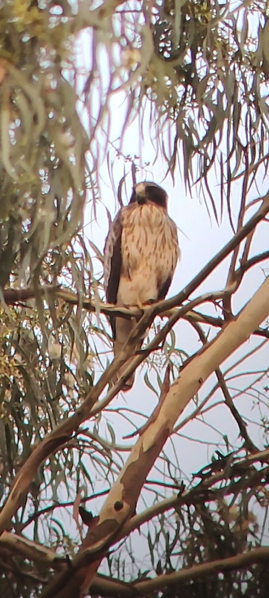 Zwergadler - ML645188920