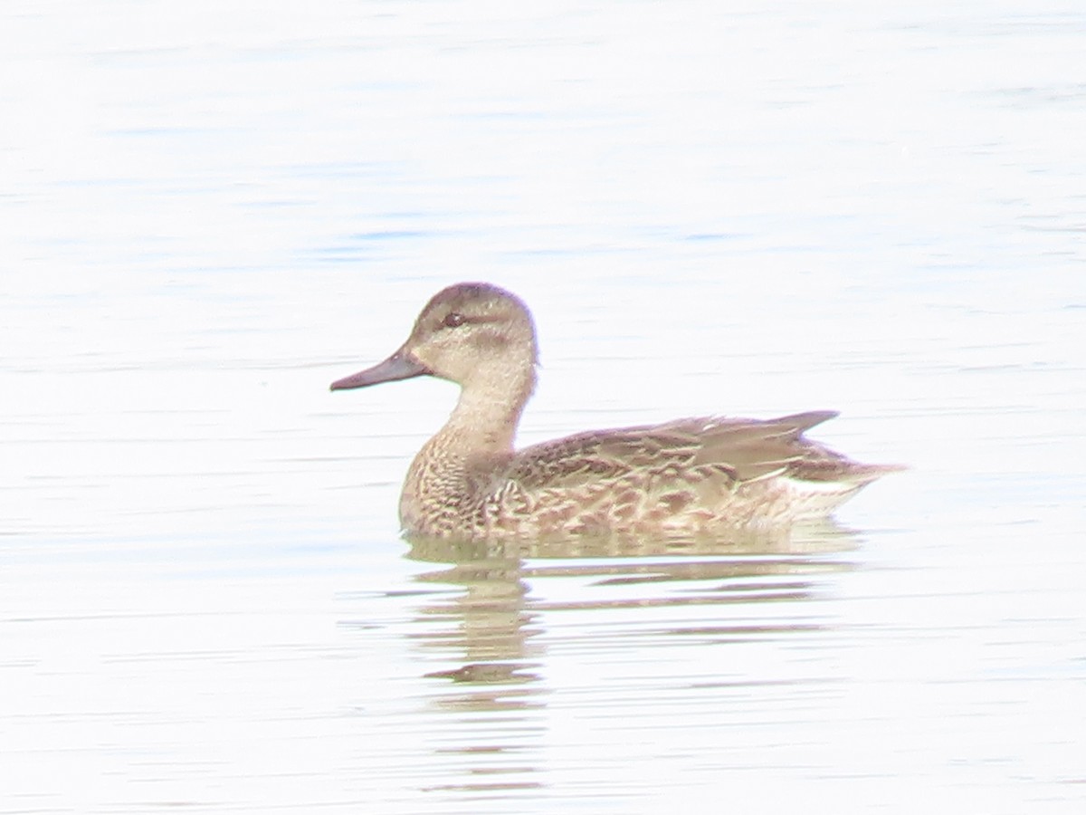 Green-winged Teal - ML645188937