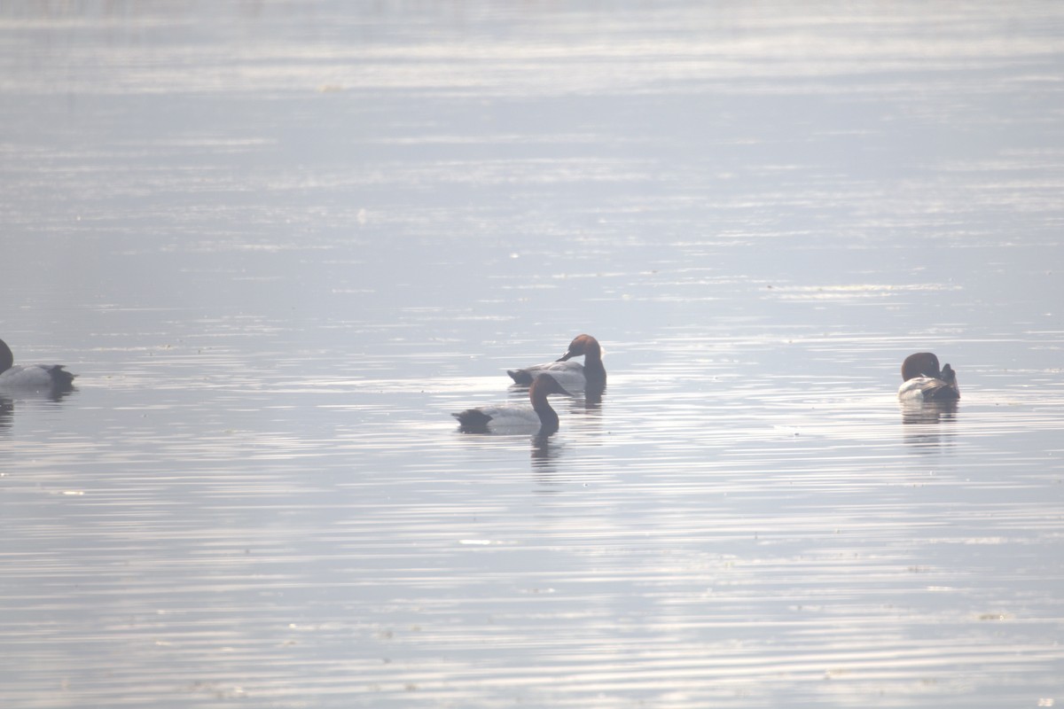 Murgilari bizkarzuria - ML645188941