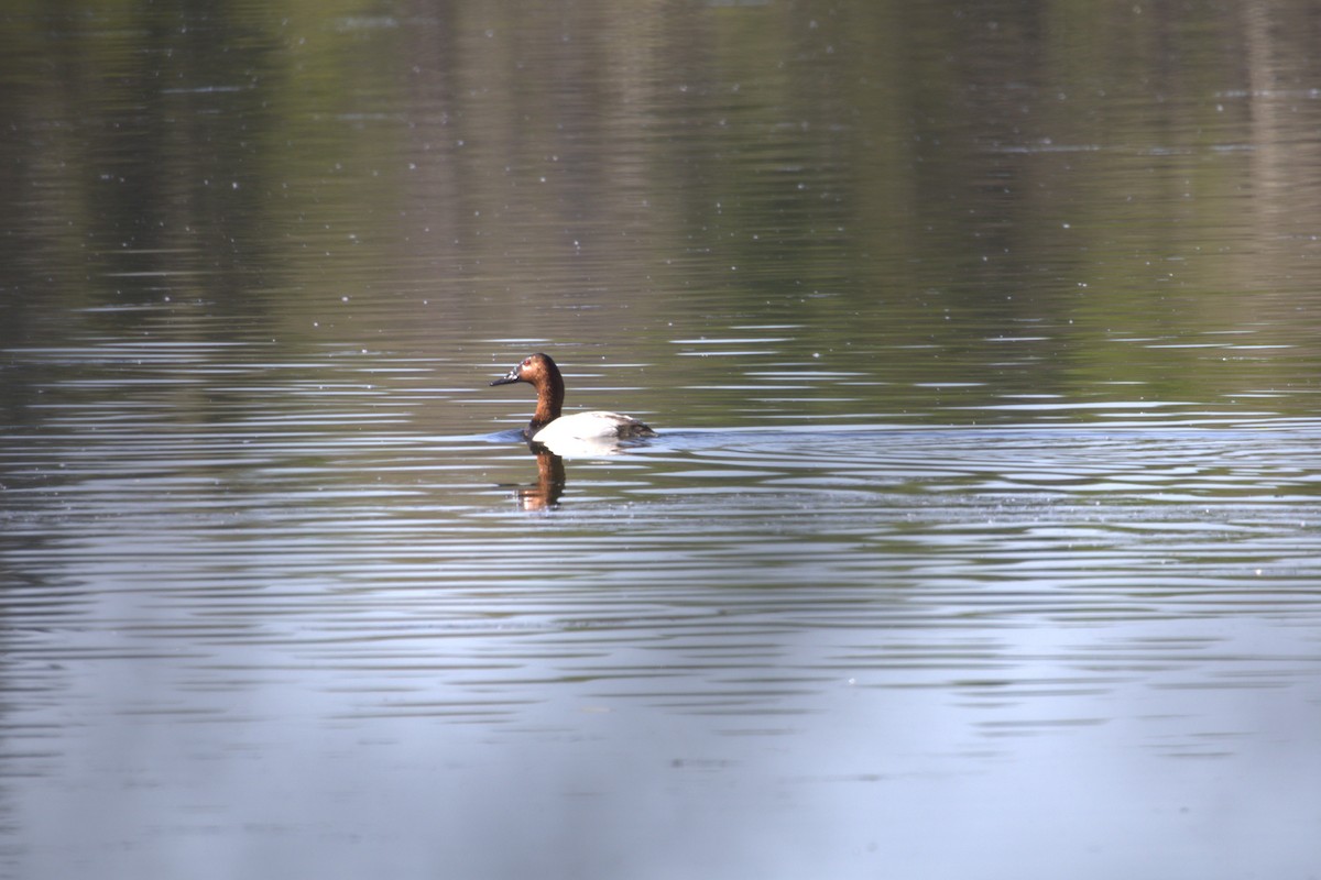 Murgilari bizkarzuria - ML645188942