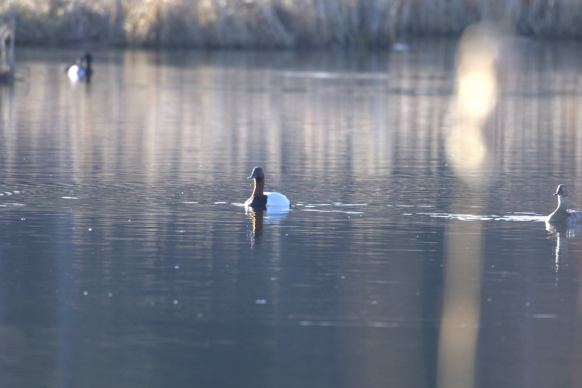 Murgilari bizkarzuria - ML645188943