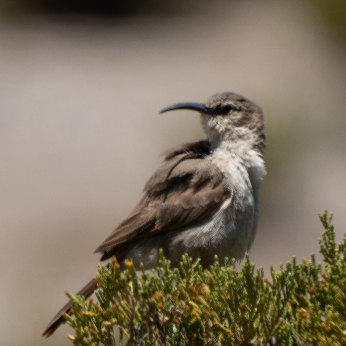 Buff-breasted Earthcreeper - ML645188953