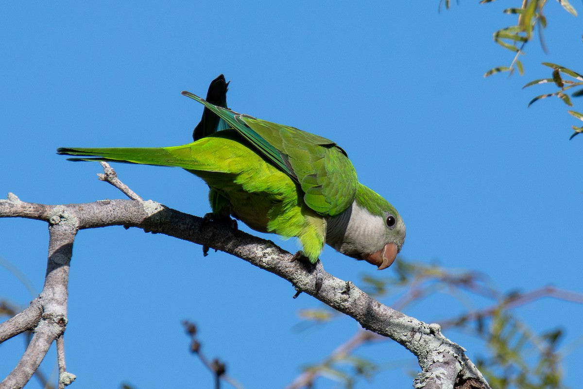 Калита сіроволий - ML645188960