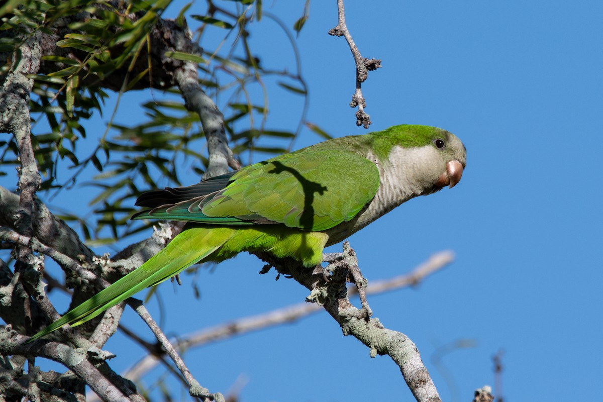 Калита сіроволий - ML645188961