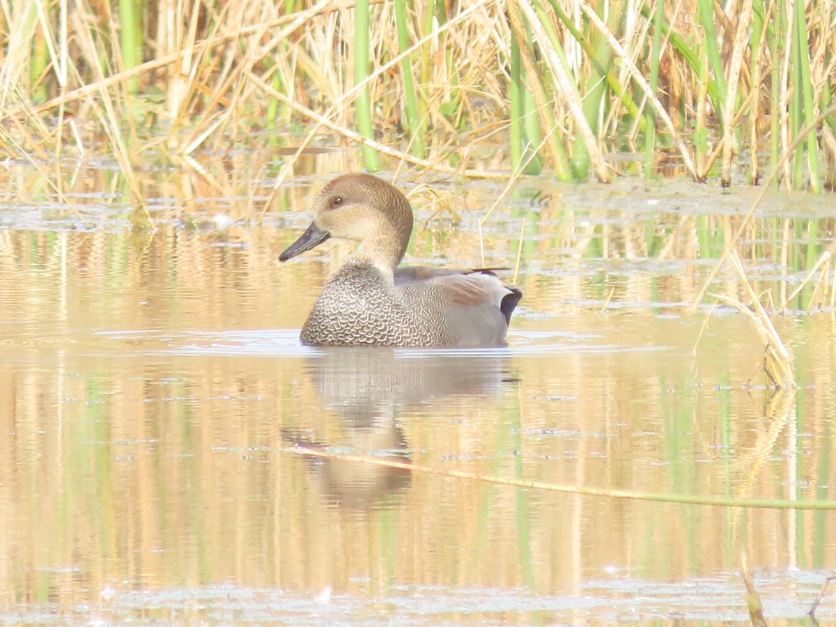 Gadwall - ML645188970