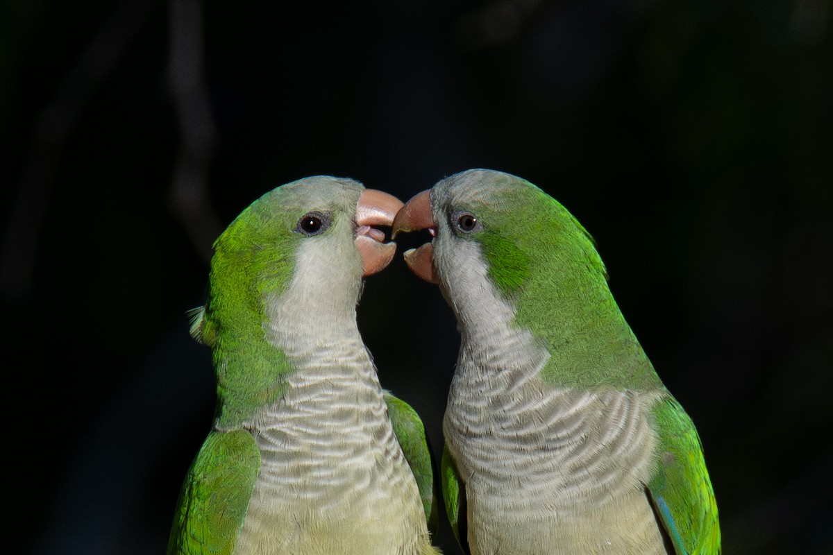 Калита сіроволий - ML645188983