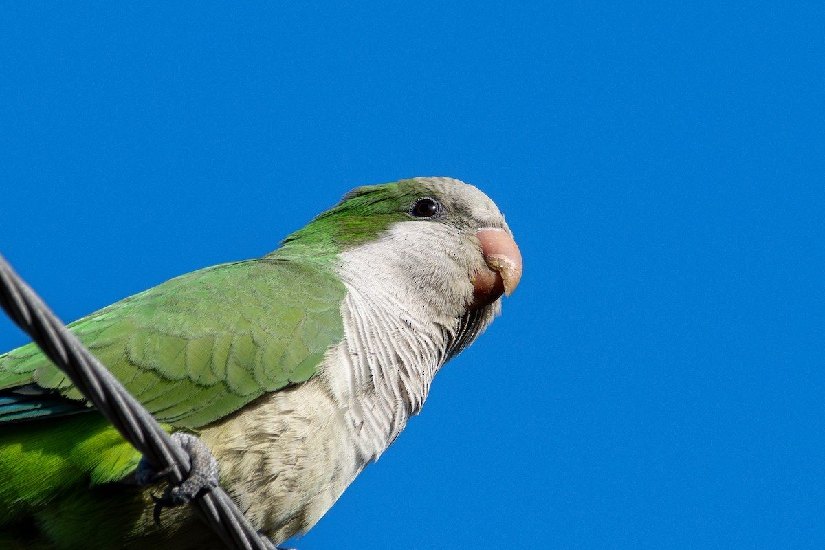 Калита сіроволий - ML645188984