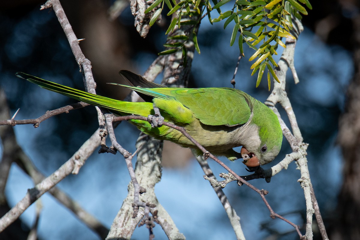 Калита сіроволий - ML645188985