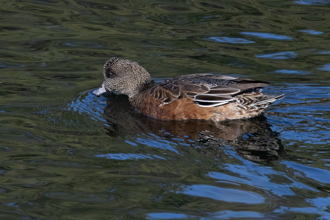 American Wigeon - ML645188986