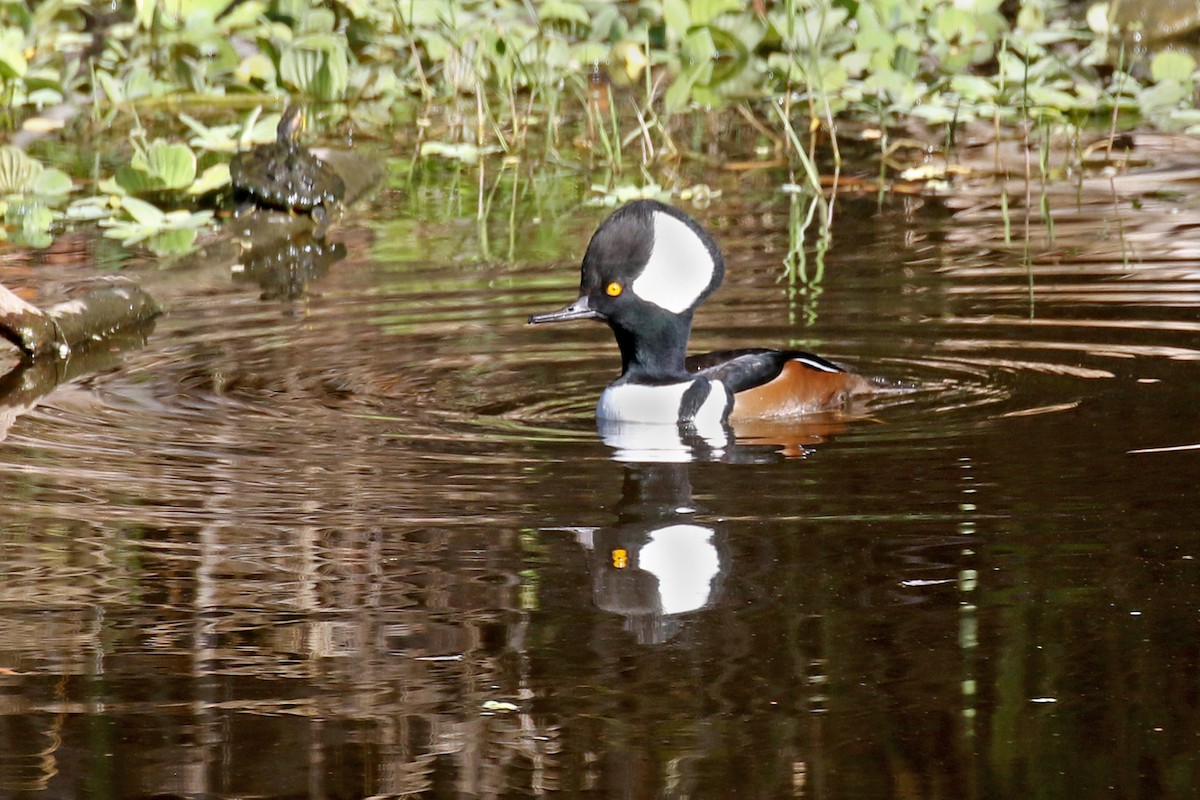 Hooded Merganser - ML645188990