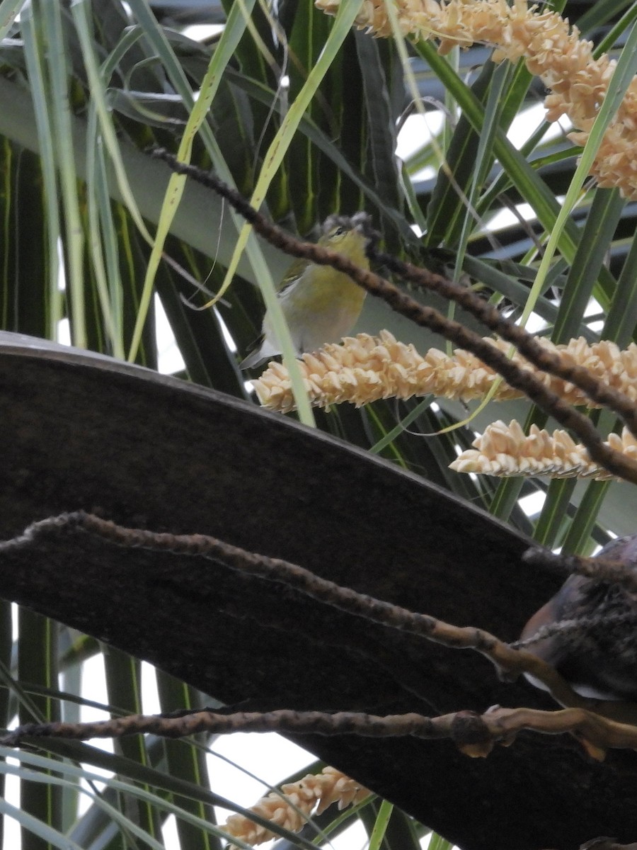 Червоїд світлобровий - ML645189003