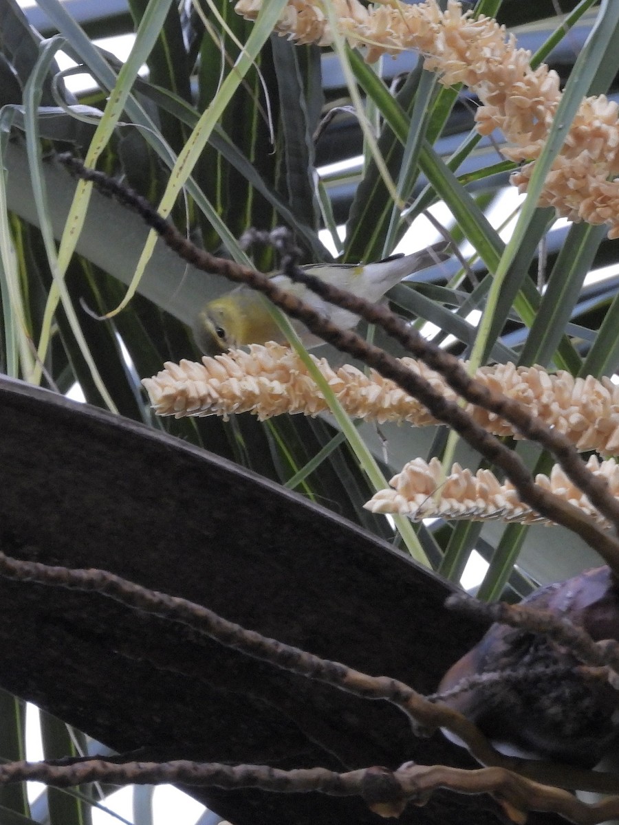 Червоїд світлобровий - ML645189004