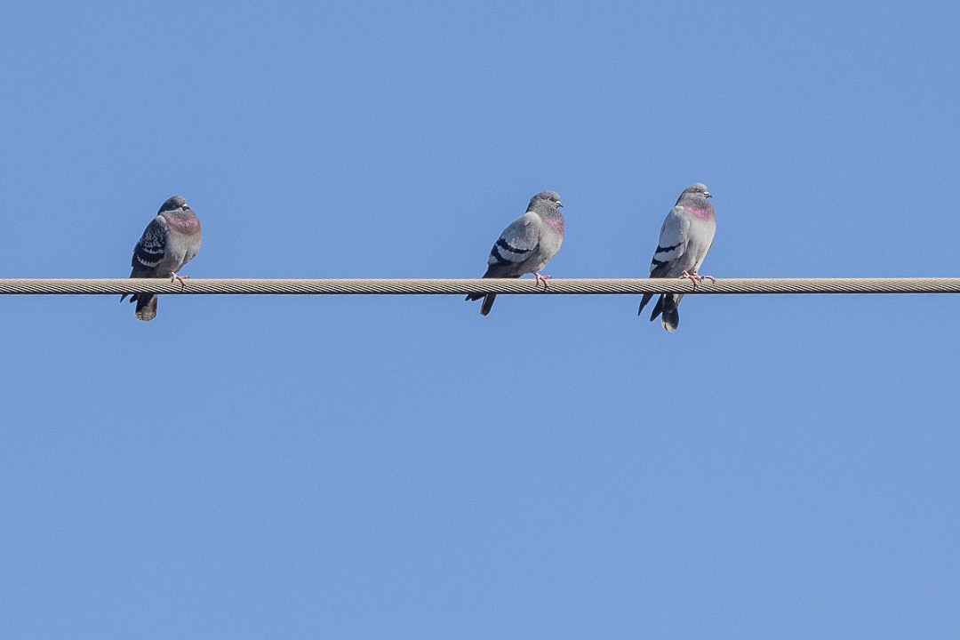 Rock Pigeon (Feral Pigeon) - ML645189008