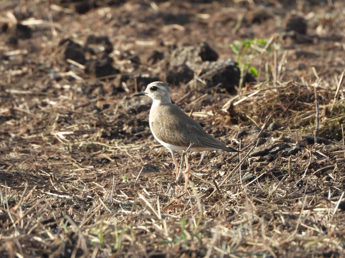 Oriental Plover - ML645189017