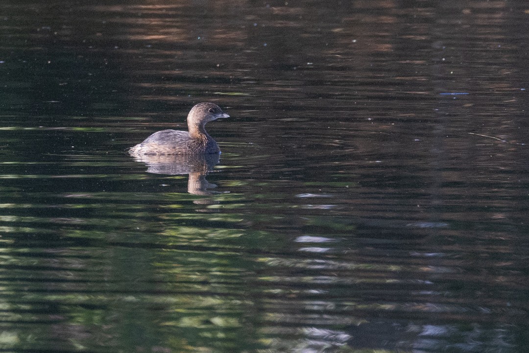 Pied-billed Grebe - ML645189018