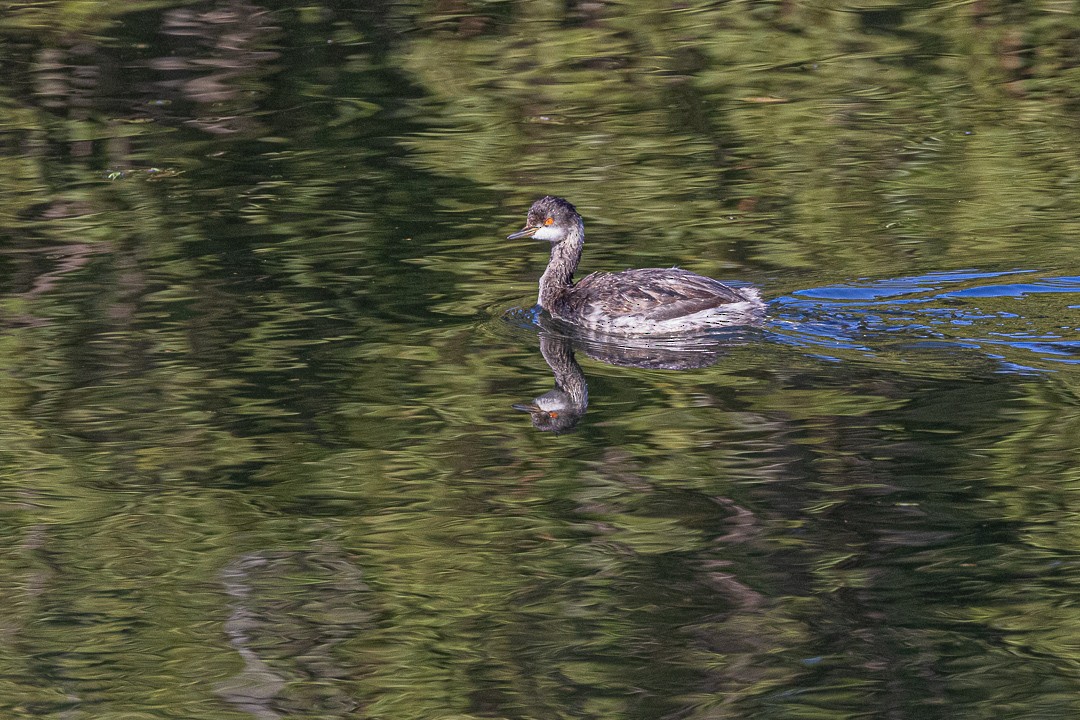 Eared Grebe - ML645189021