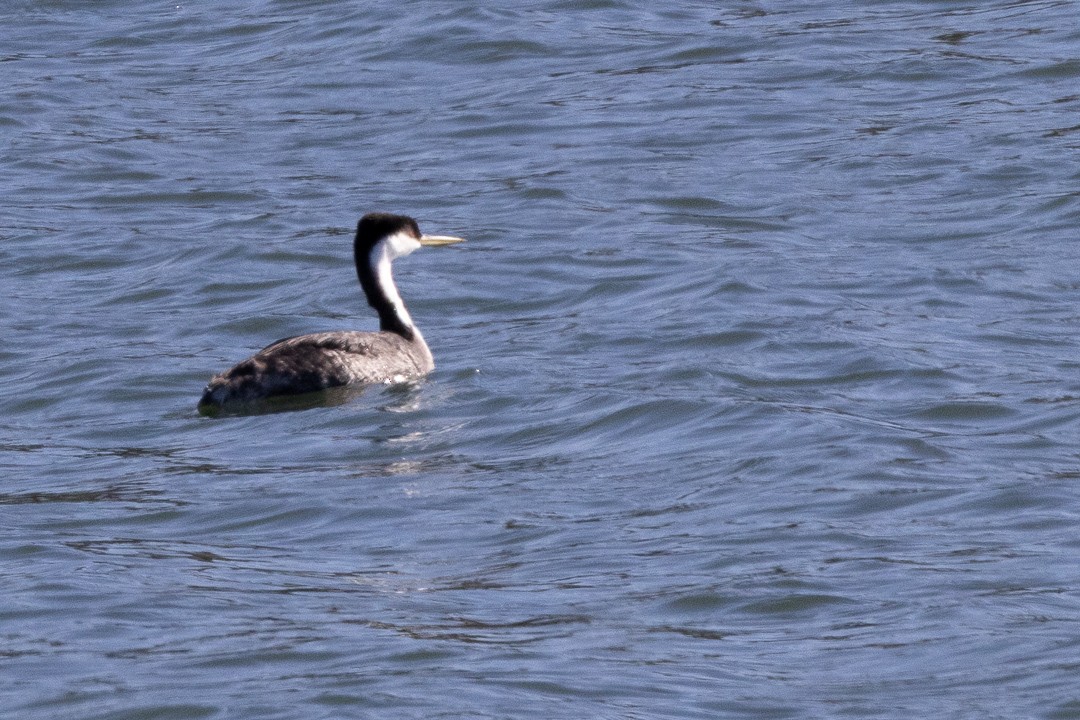 Western Grebe - ML645189025