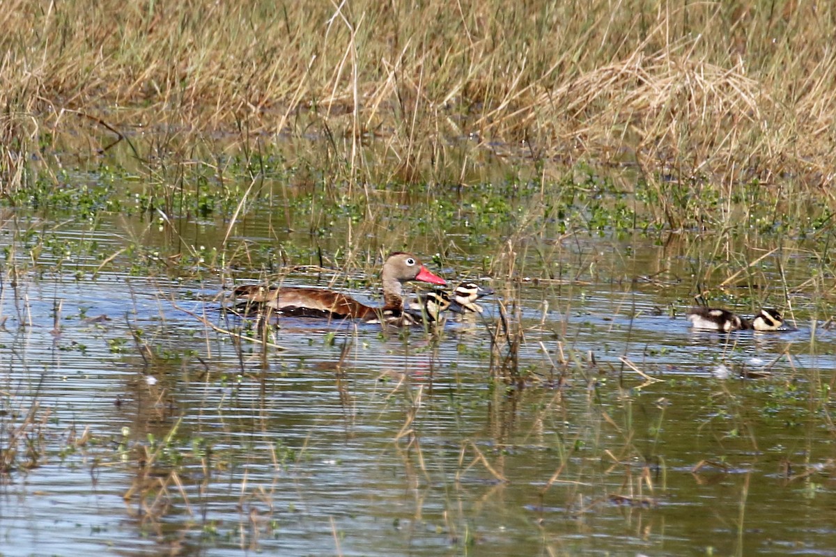 Black-bellied Whistling-Duck - ML645189027