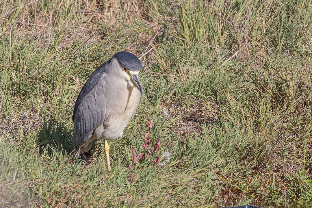 Black-crowned Night Heron - ML645189029